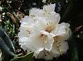 White Tree Rhododendron